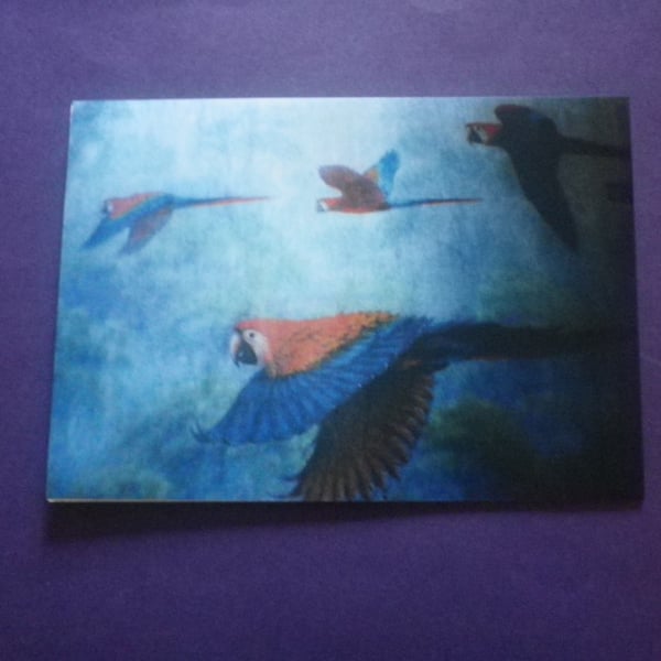 Parrots in Flight, dramatic colourful display, loveky gift, ref 4005