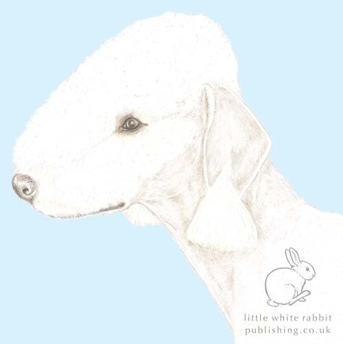 Roxy the Bedlington Terrier on Blue - Blank Card