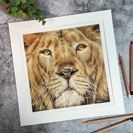 Limited Edition Fine Art Print of "Fearless" Original Drawing of a Male Lion