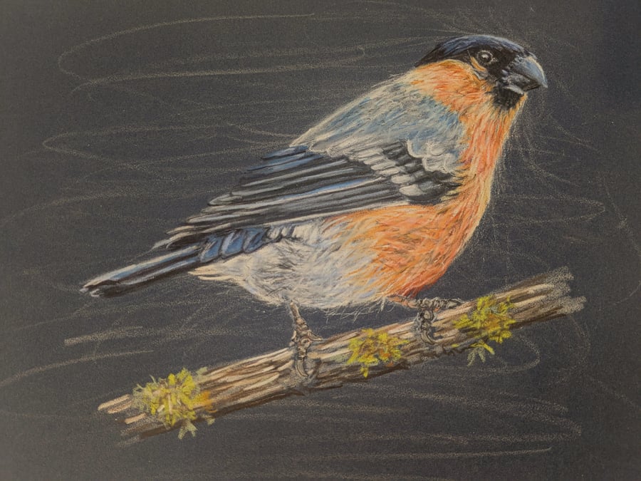 Bullfinch, a signed print of an original drawing