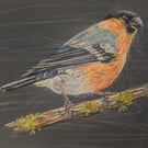 Bullfinch, a signed print of an original drawing