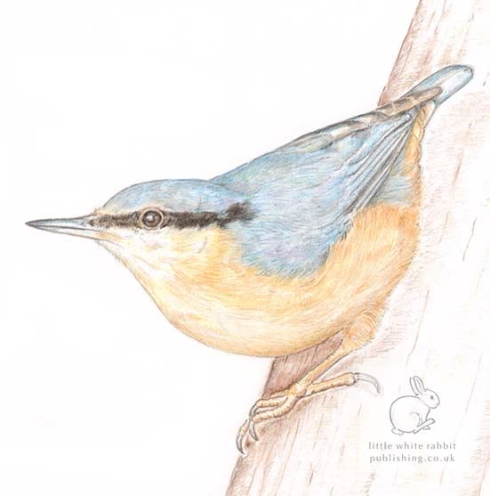 Nuthatch Blank Card