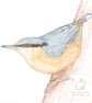 Nuthatch Blank Card - Image 1