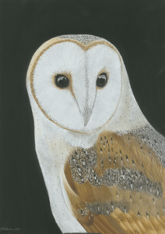 Barn Owl art print A3