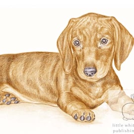 George the Dachshund - Blank Card