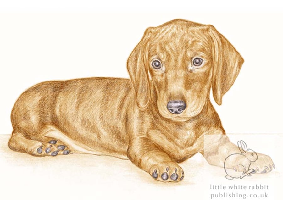 George the Dachshund - Blank Card