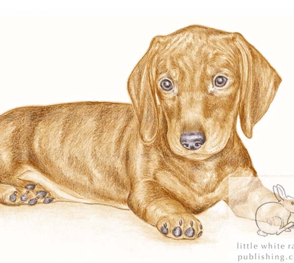 George the Dachshund - Blank Card