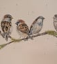 Sparrows, an A4 or A3 signed print of an original drawing - Image 7
