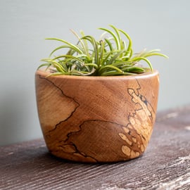Small Spalted Beech Air Plant Holder