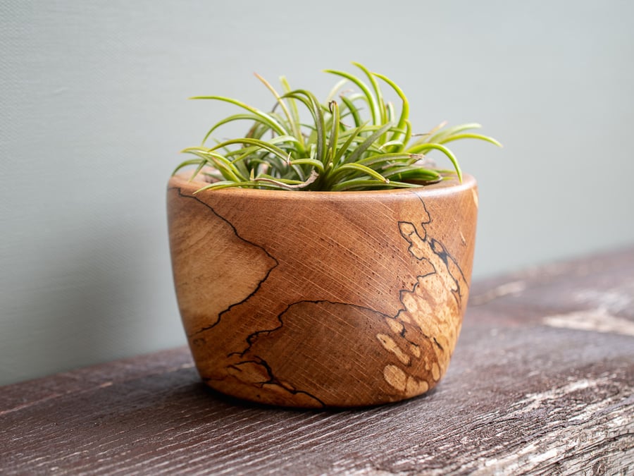 Small Spalted Beech Air Plant Holder