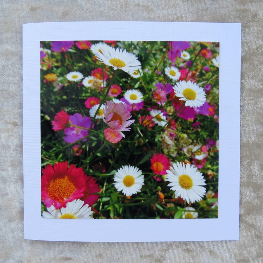 Daisy card.  A card featuring an original photograph.  Blank inside.