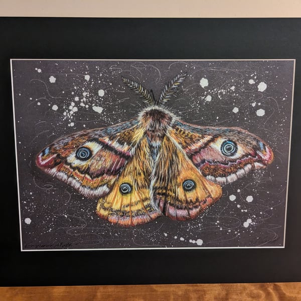 An A4 or A3 Print of an original drawing of an Emperor Moth