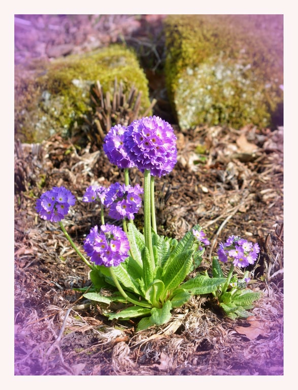 Flower Growing  RHS Garden Harlow Carr A5 Greeting Card March 2026