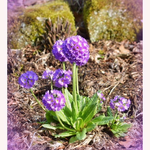 Flower Growing  RHS Garden Harlow Carr A5 Greeting Card March 2026