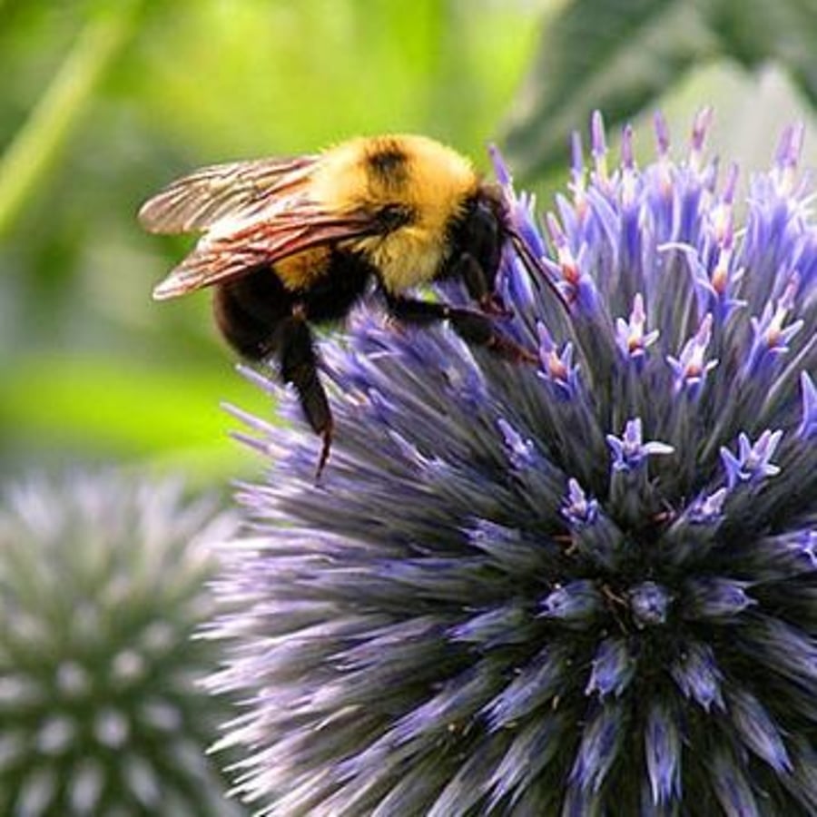 Bees And Blossoms