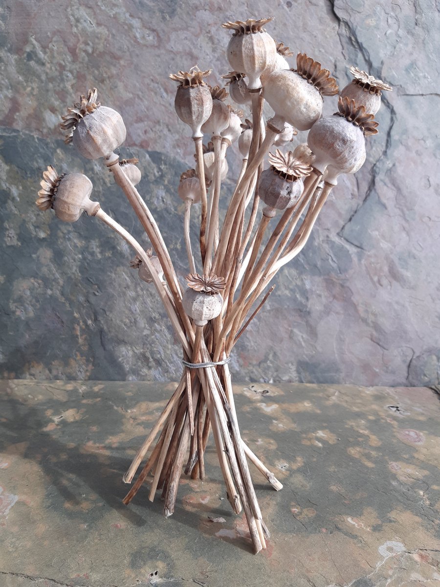 Poppy seed heads - dried. Flower arranging craft supply