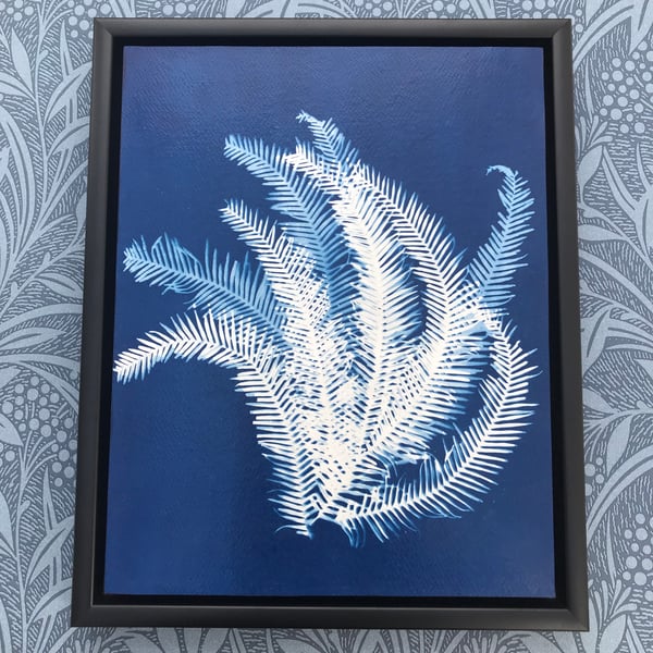 Original Cyanotype Photogram, Umbrella Fern, Float mounted.