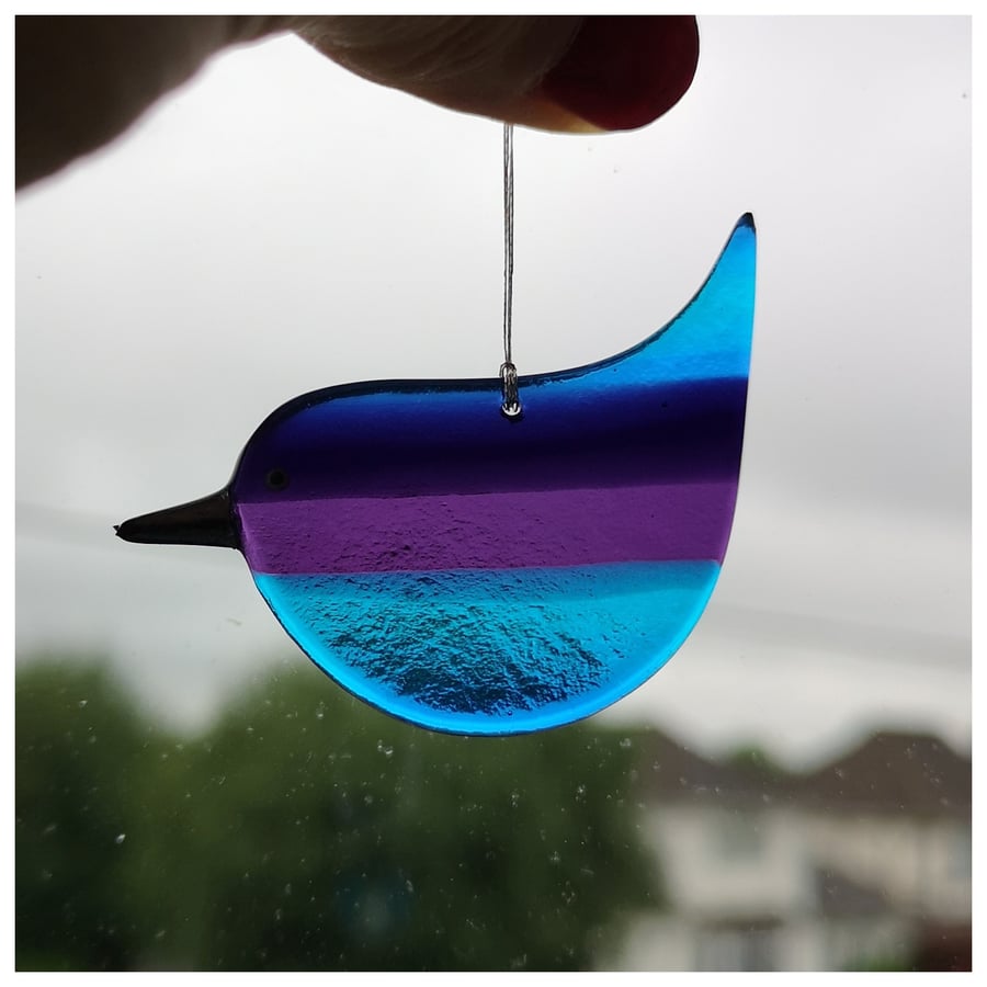 'Zorro the Brave' the rainbow wren superhero in disguise 