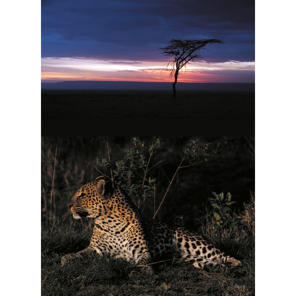 3 - LEOPARD SUNSET A3 POSTER