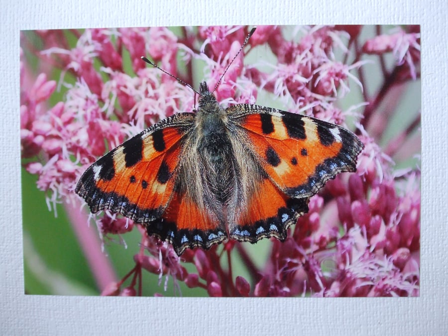 Photographic greetings card of a Large Tortoiseshell Butterfly. 