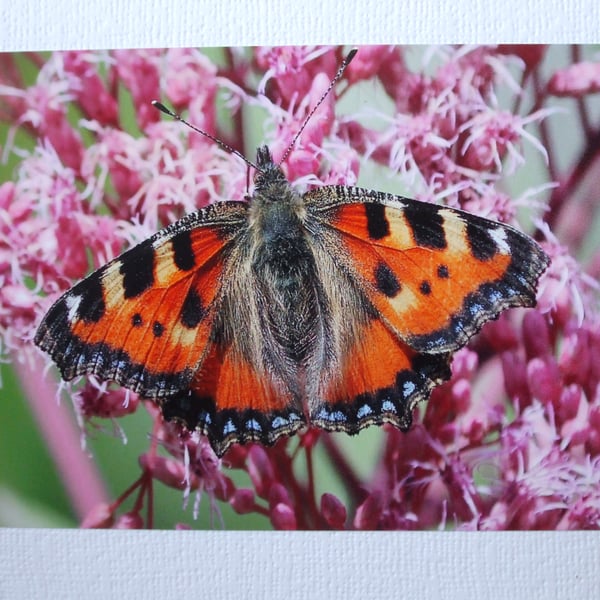 Photographic greetings card of a Large Tortoiseshell Butterfly. 
