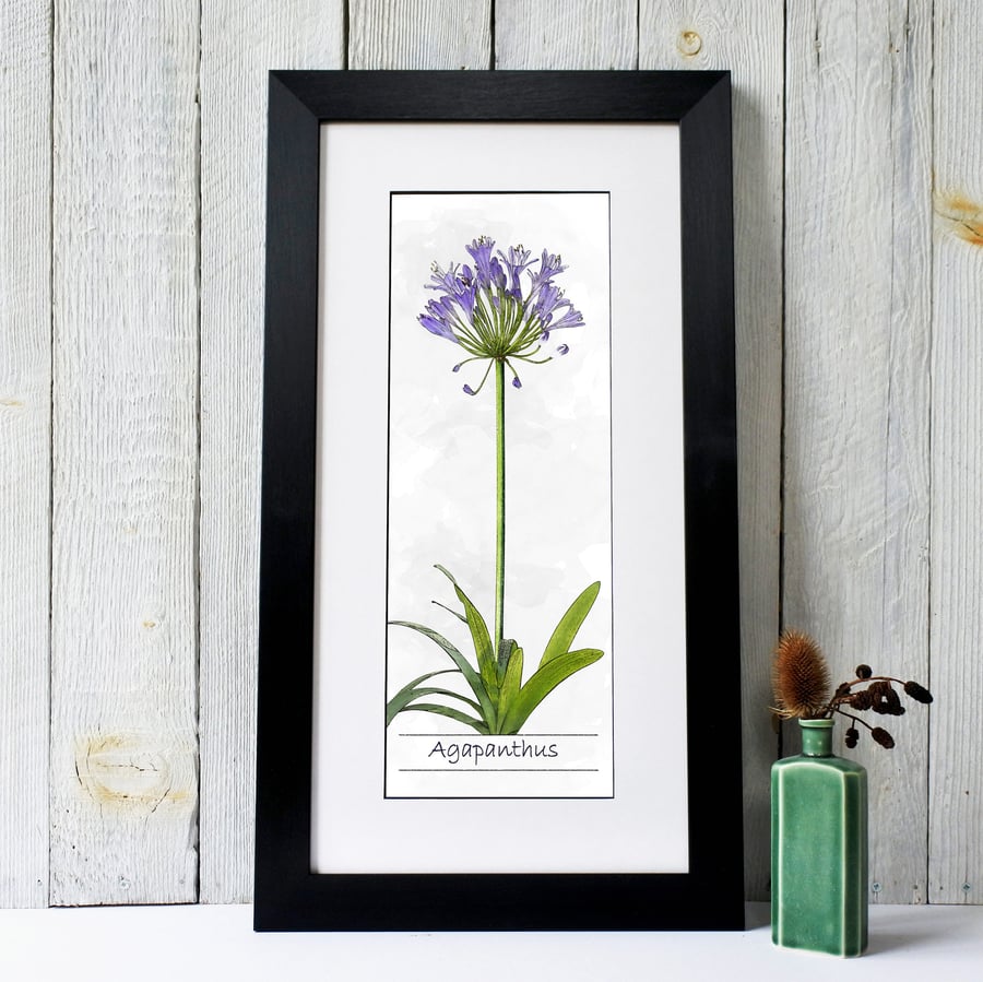 Agapanthus Flower Fine Art Print