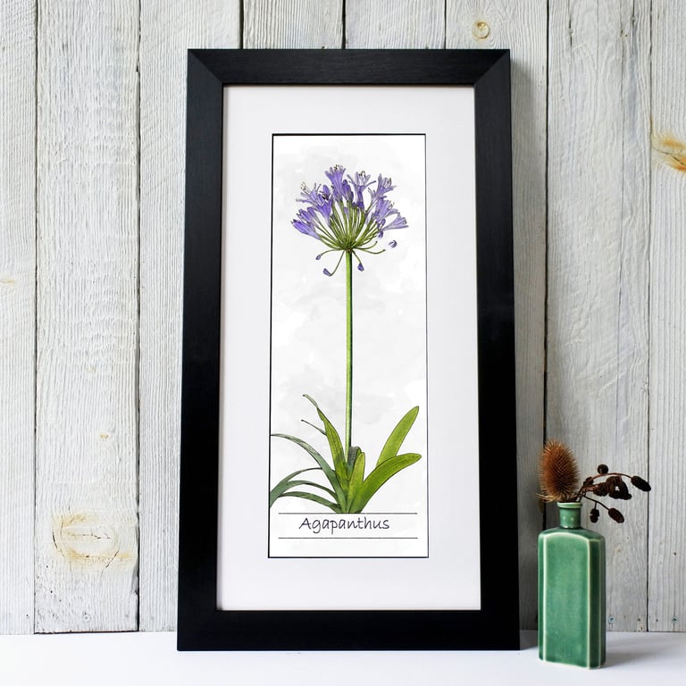 Agapanthus Flower Fine Art Print