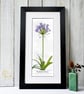 Agapanthus Flower Fine Art Print