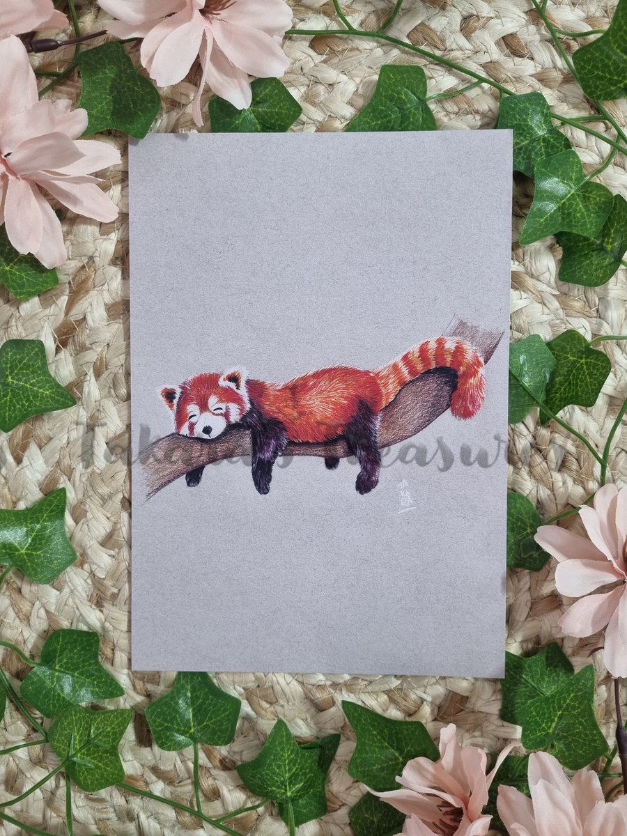 Sleepy Red Panda A5 Giclee Art Print