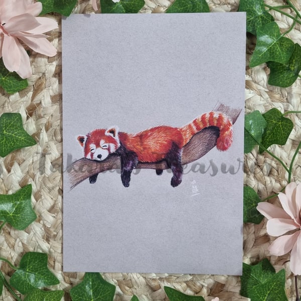Sleepy Red Panda A5 Giclee Art Print