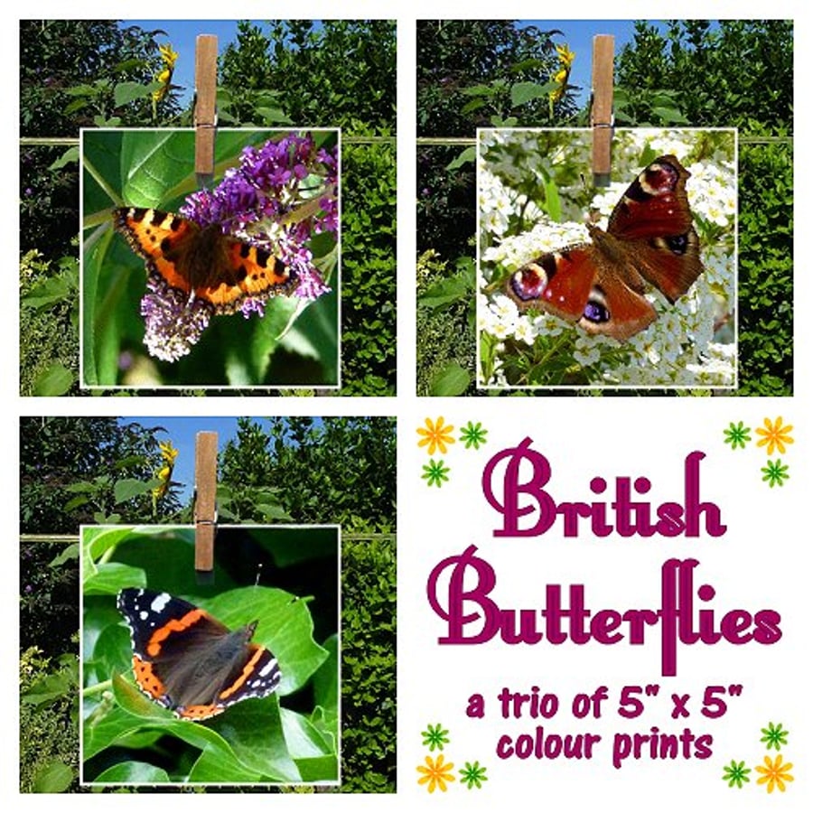 'British Butterflies' - a trio of 5" x 5" colour prints