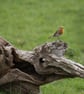 Robin on Log Ethically Made A5 Blank Card - Image 2