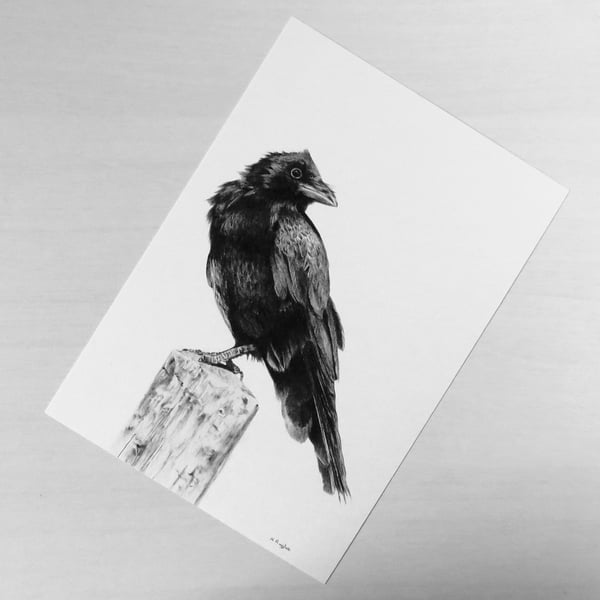 Crow print on white recycled card stock, A5 black and white wildlife art
