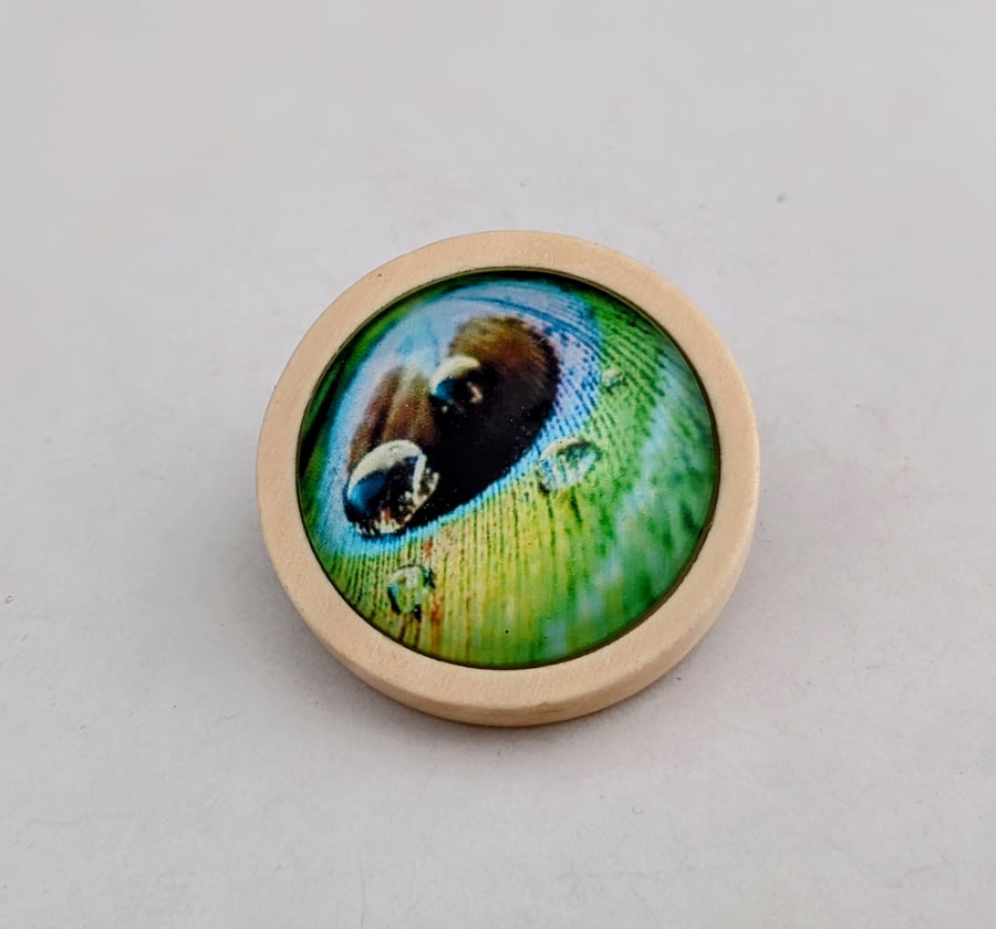 Peacock feather brooch, wooden setting