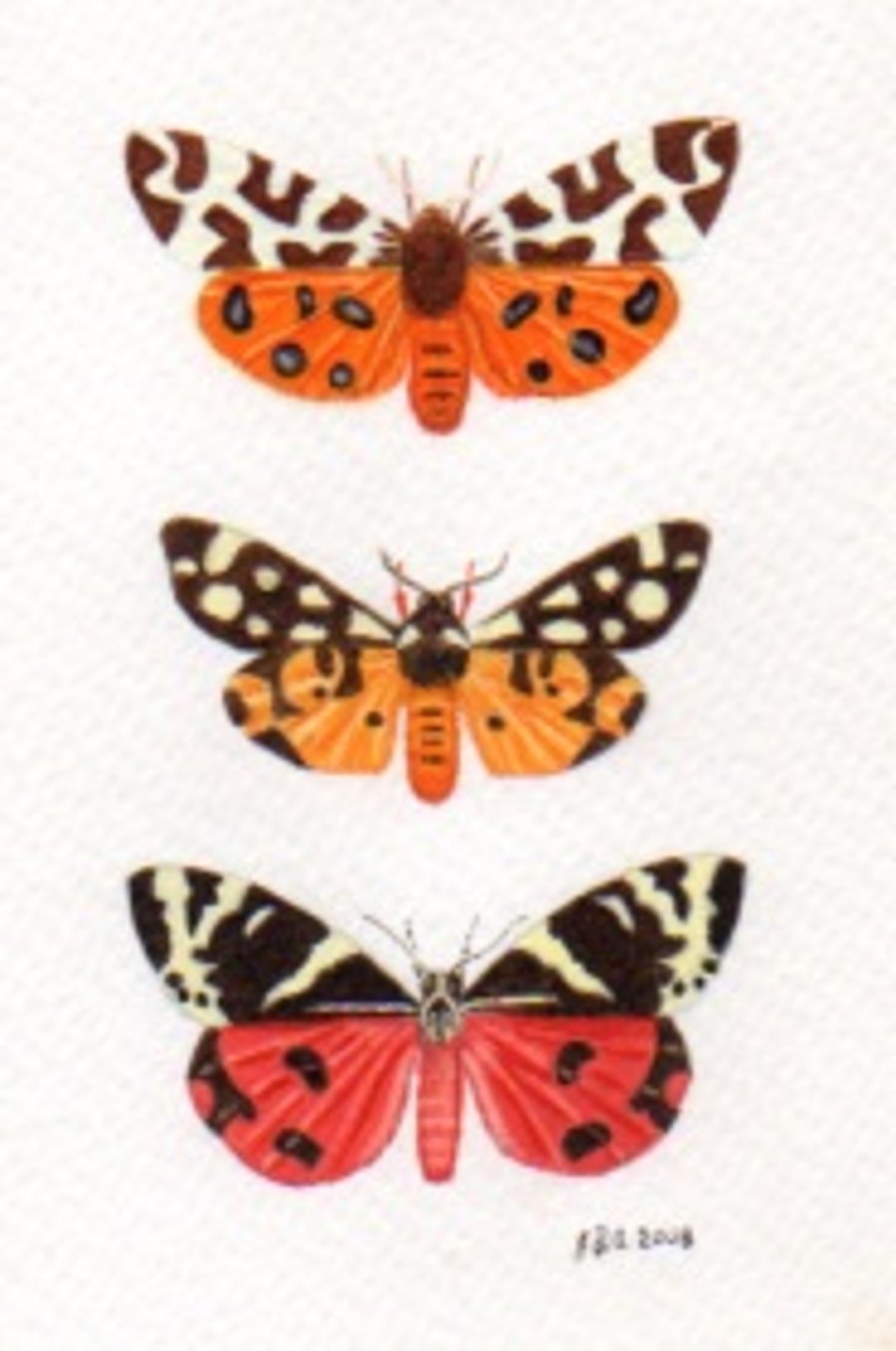 Tiger Moths.