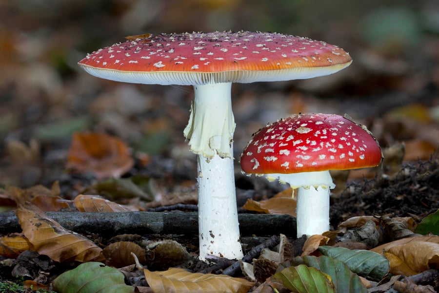 Fly Agaric twins print