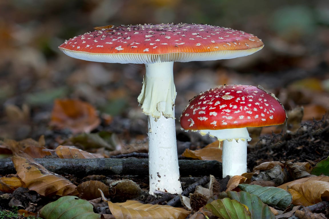 Fly Agaric twins print