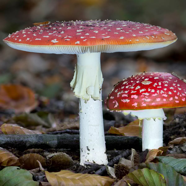 Fly Agaric twins print