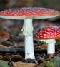 Fly Agaric twins wall art print - Image 2