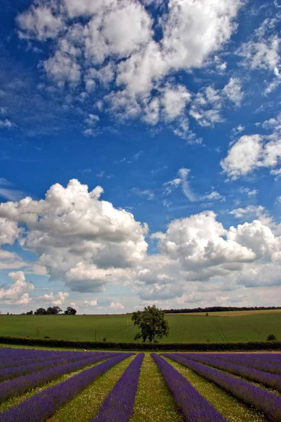 Lavender Field Purple Flowers Cotswolds Photograph Print
