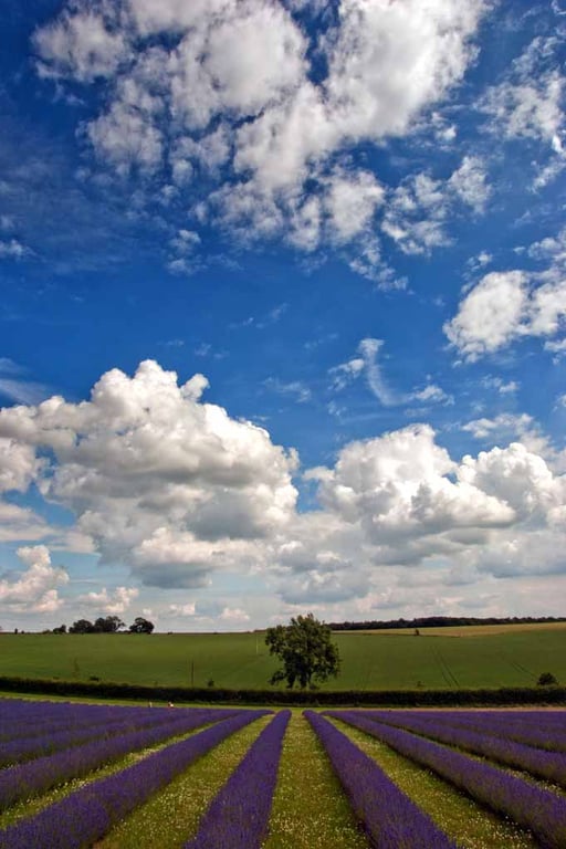 Lavender Field Purple Flowers Cotswolds Photograph Print