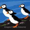 Puffins. Signed print. Digital illustration. Coast. Wildlife