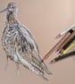 Curlews, an A4 or A3 mounted signed print. - Image 4