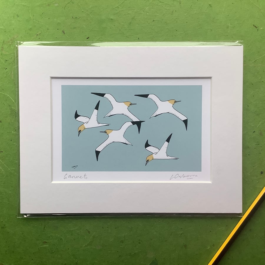Gannets - print from digital illustration with mount of seabirds