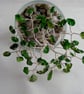  Chrome Diopside Gemstone Tree. - Image 10