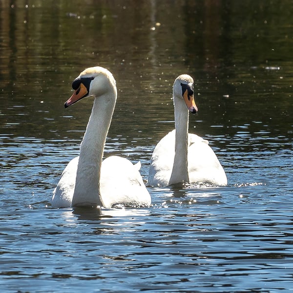 Swan Partners for Life A5 Blank Greetings Card