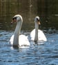 Swan Partners for Life A5 Blank Greetings Card - Image 1