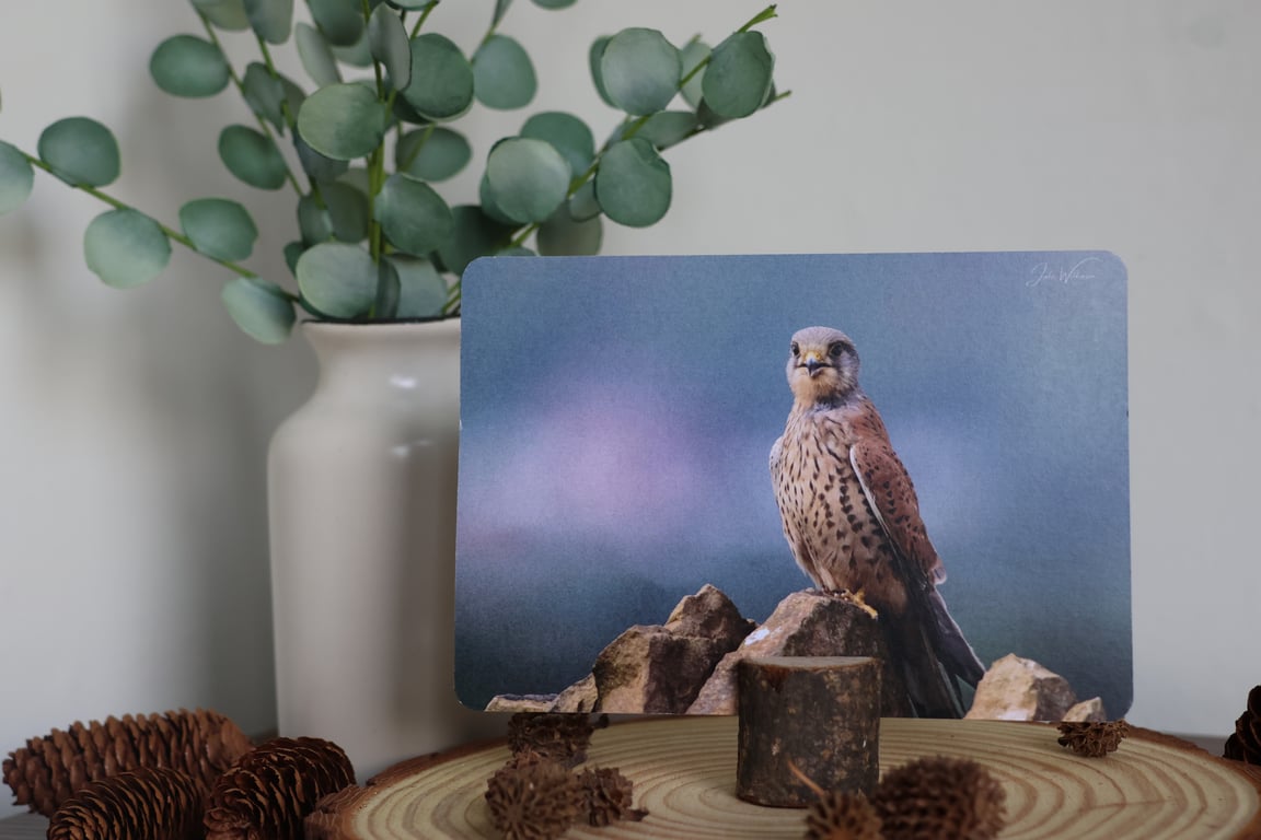 Juvenile Kestrel - Bird Postcard