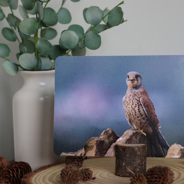 Juvenile Kestrel - Bird Postcard