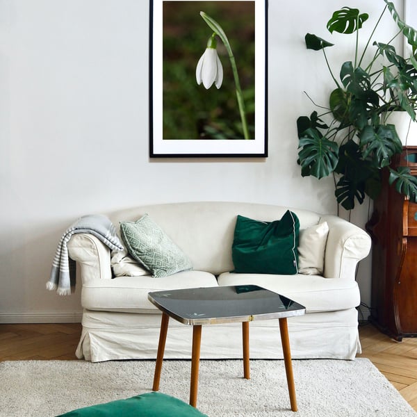The beauty that is a single Snowdrop